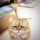 Illustration for article titled Grumpy Cat, Meet Disappointed Cat